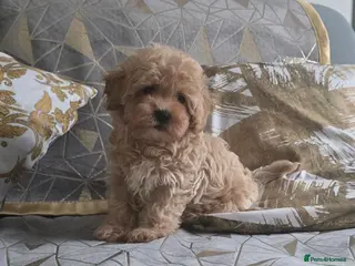 Maltipoo dogs NOW* 1 Boy Available! Maltipoo F1 puppies - Advert 9