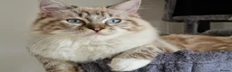 Ragdoll cats for sale: 🏆 FIFe PEDIGREE RAGDOLL KITTENS – READY NOW 🏆 - Advert 4