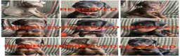 Dobermann dogs for sale: dobermann pinscher - Advert 1