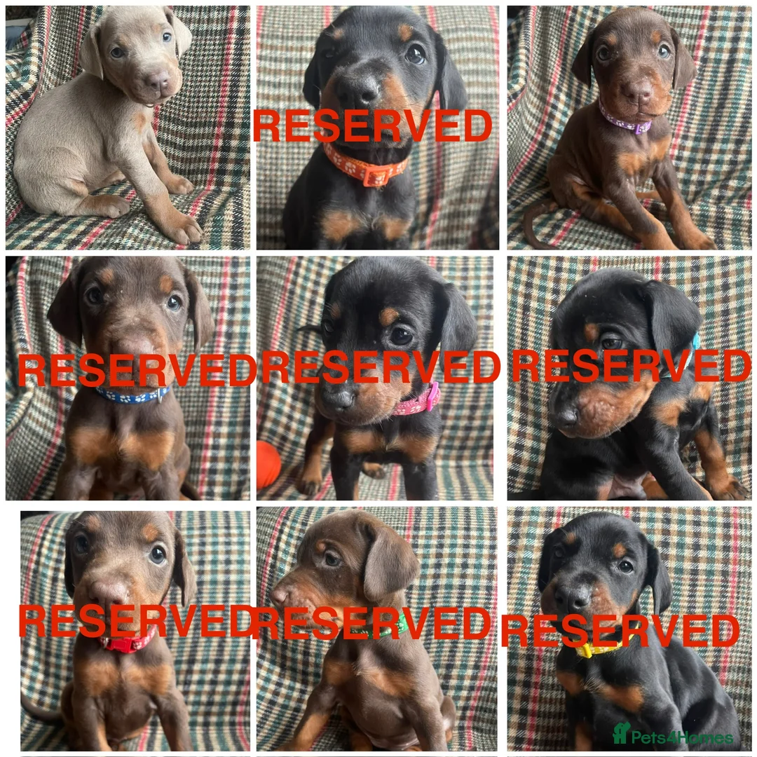 Dobermann dogs for sale: dobermann pinscher - Advert 1