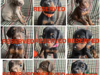 Dobermann dogs dobermann pinscher - Advert 6