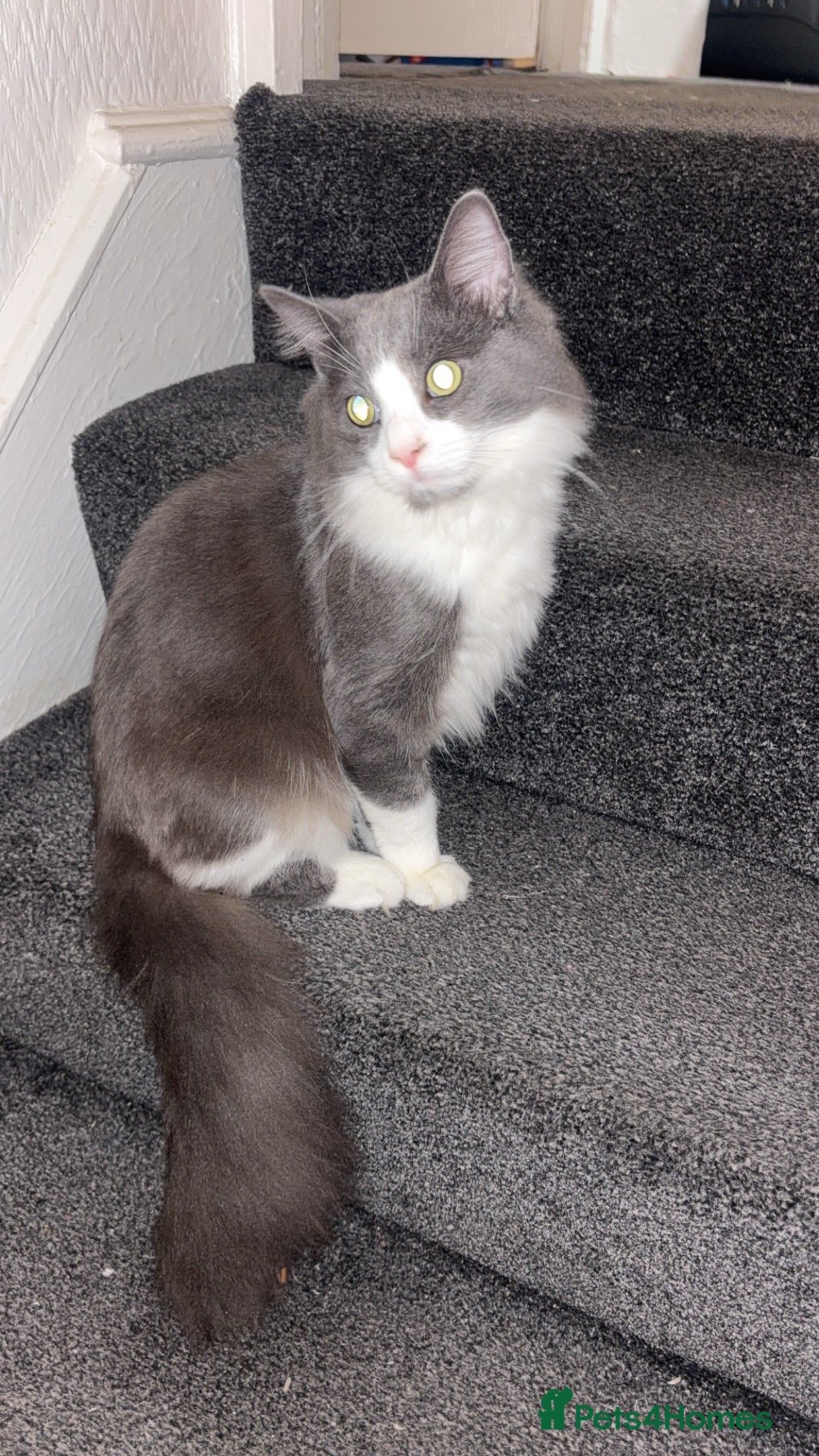 Maine Coon cats Maine coone male  - Advert 4