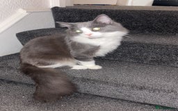 Maine Coon cats for sale: Maine coone male  - Advert 1