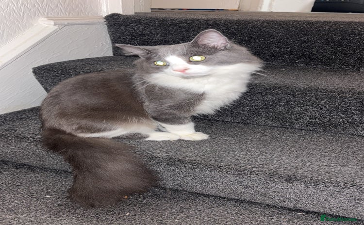 Maine Coon cats Maine coone male  - Advert 1