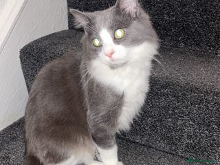 Maine Coon cats for sale: Maine coone male - Advert 1