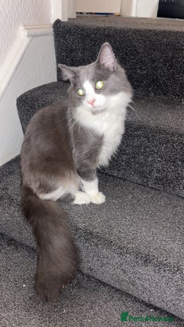 Maine Coon cats Maine coone male - Advert 1