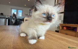 Ragdoll cats for sale: Ragdoll Kittens for Sale - Image 10