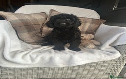 Cockapoo dogs for sale: F1 miniature gorgeous cockapoo puppies  - Image 29