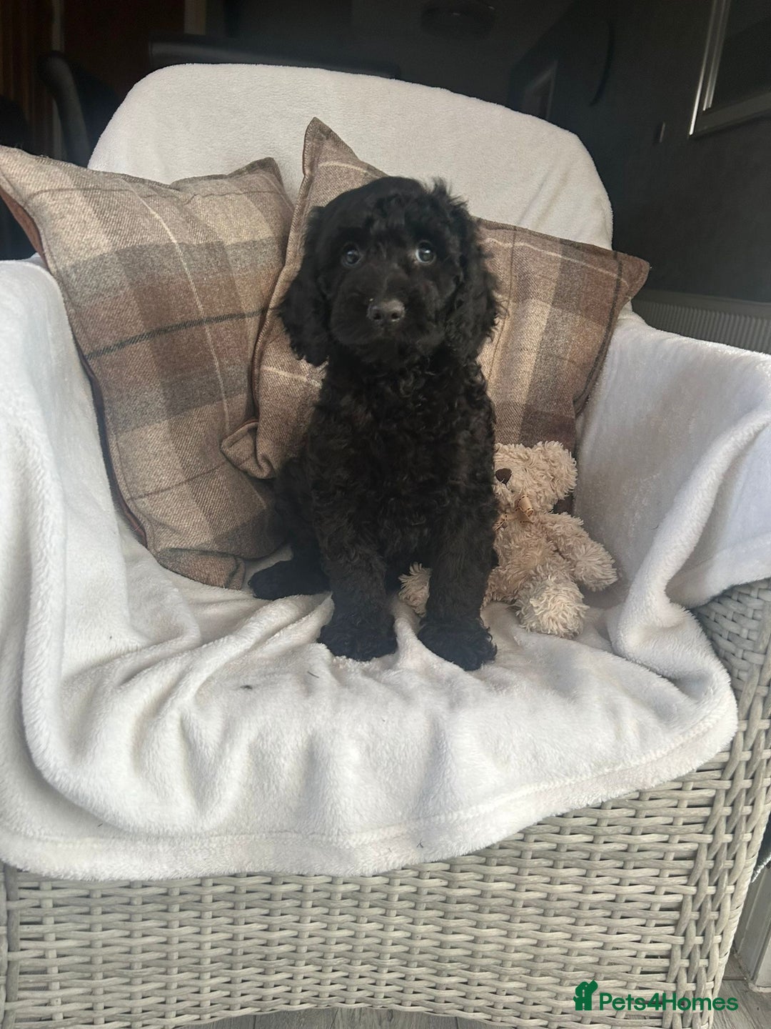 Cockapoo dogs for sale: F1 miniature gorgeous cockapoo puppies  - Image 29