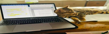 Bengal Cat