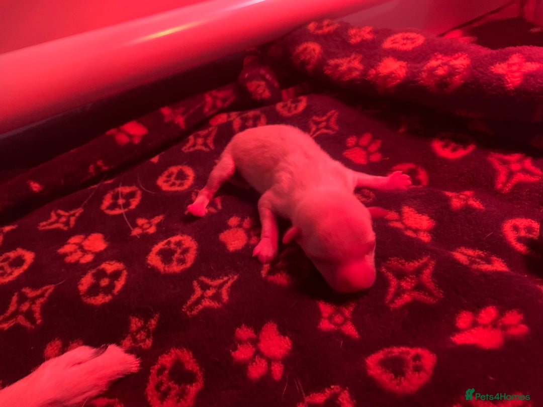 Pomchi dogs for sale: 🐾POMCHI PUPPIES🐾 - Image 8