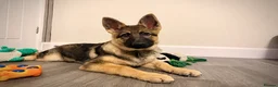 German Shepherd dogs for sale: 4.5 month old male German Shephard - Advert 16