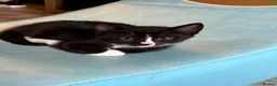Domestic Shorthair cats for sale: Kitten for sale - Advert 1
