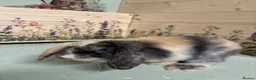Mini Lop rabbits for sale: Mini Lop Bunnies  - Advert 3