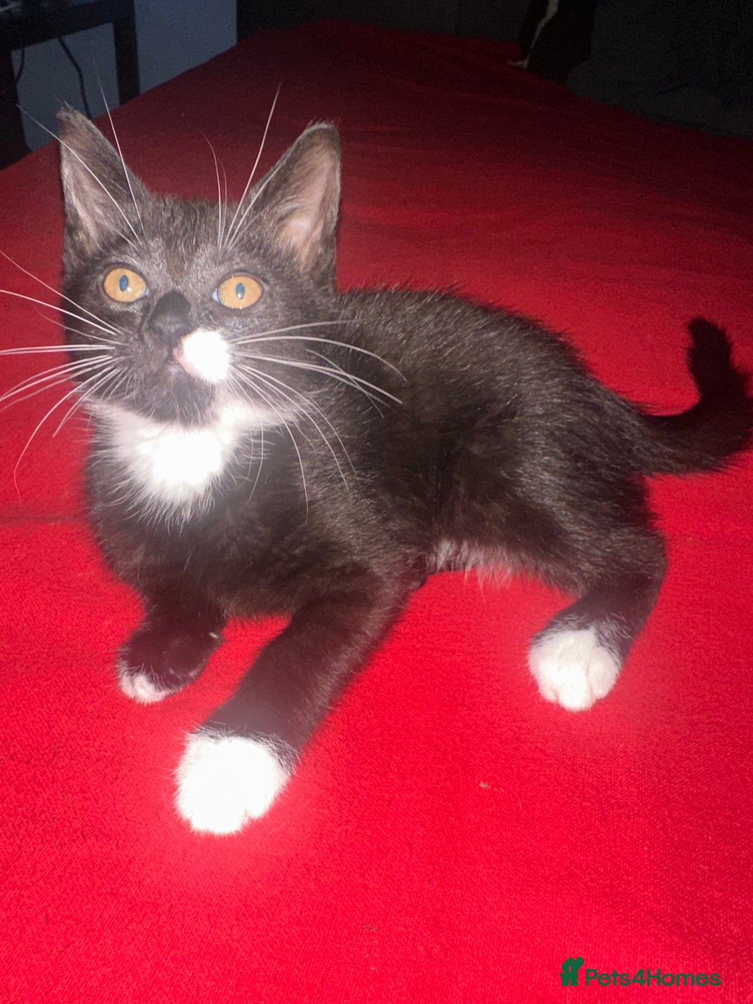 Mixed Breed cats for sale: Black and white kittens! - Advert 5