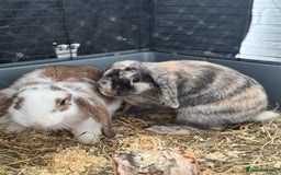 Cashmere Lop rabbits for sale: Alvin and Ronnie - Image 3