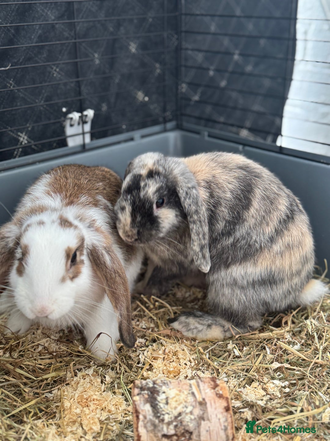 Cashmere Lop rabbits for sale: Alvin and Ronnie - Image 3