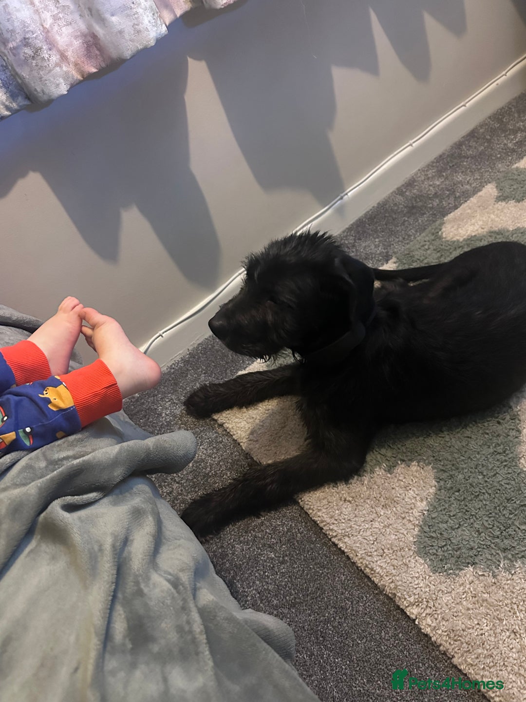 Mixed Breed dogs for sale: Old English sheep dog cross  - Advert 2