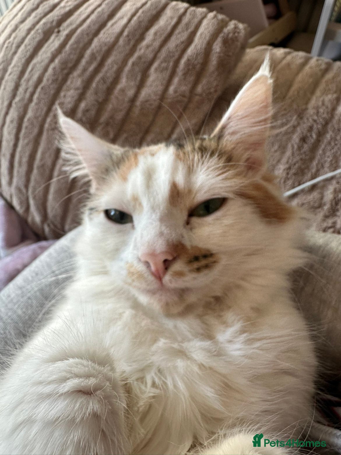 British Shorthair cats British Shorthair - Advert 2