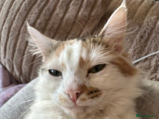 British Shorthair cats British Shorthair - Advert 2