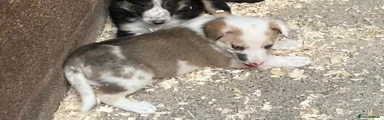 Border Collie 1