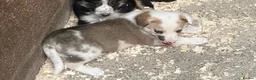 Border Collie dogs for sale: Adorable border collies - Advert 18