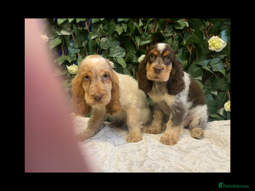 Cocker Spaniel dogs for sale: Show cocker spaniels  - Advert 3