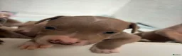 Staffordshire Bull Terrier dogs for sale: Staffordshire bully puppies  - Advert 5