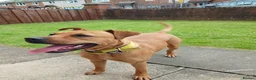 Mixed Breed dogs for sale: Patterdalexpitbull in Preston - Advert 3