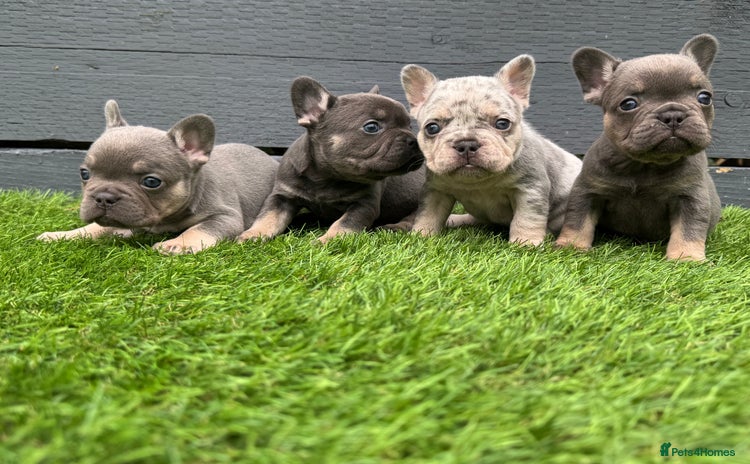 French Bulldog dogs - Advert 6