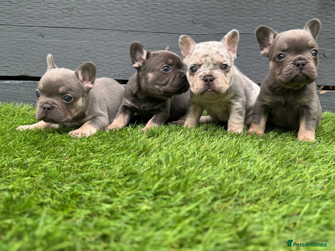 French Bulldog dogs for sale: ⭐ 4 available French bulldogs carrying L4 ⭐️ - Image 1