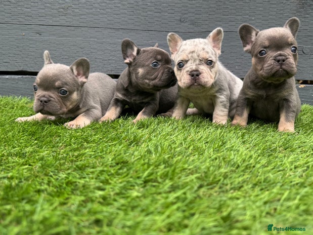 French Bulldog dogs - Advert 3