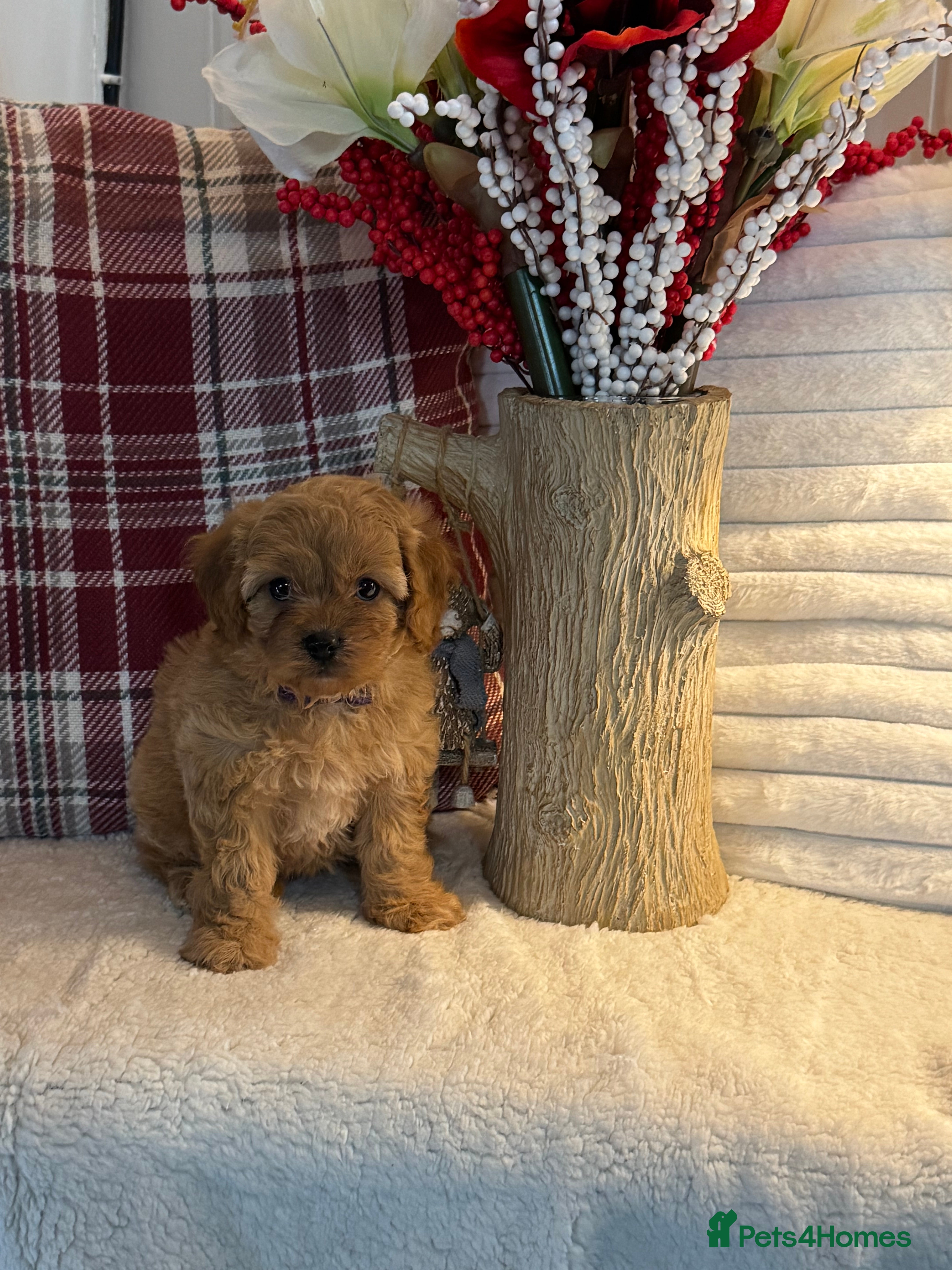 Cavapoo dogs 1 left gorgeous Cavapoo puppies dna clear - Advert 2