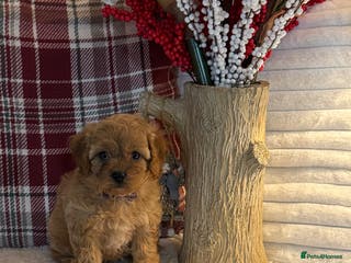 Cavapoo dogs 1 left gorgeous Cavapoo puppies dna clear - Advert 2