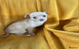 Chihuahua dogs for sale: Beautiful Chihuahua Puppies For Sale - Advert 19