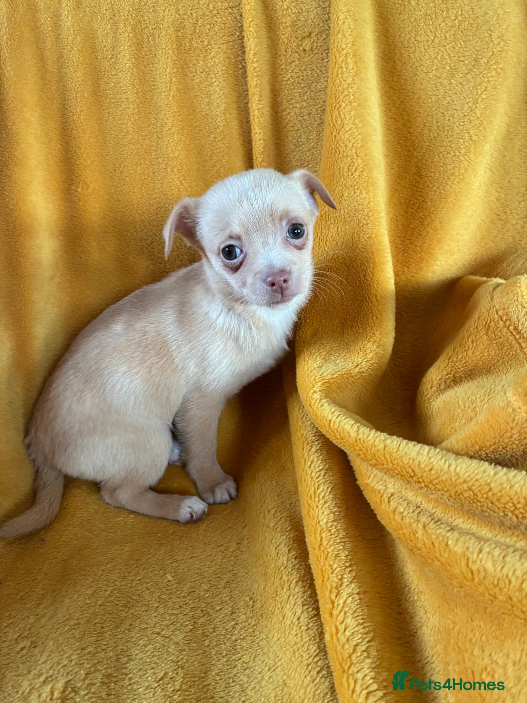 Chihuahua dogs for sale: Beautiful Chihuahua Puppies For Sale - Advert 19