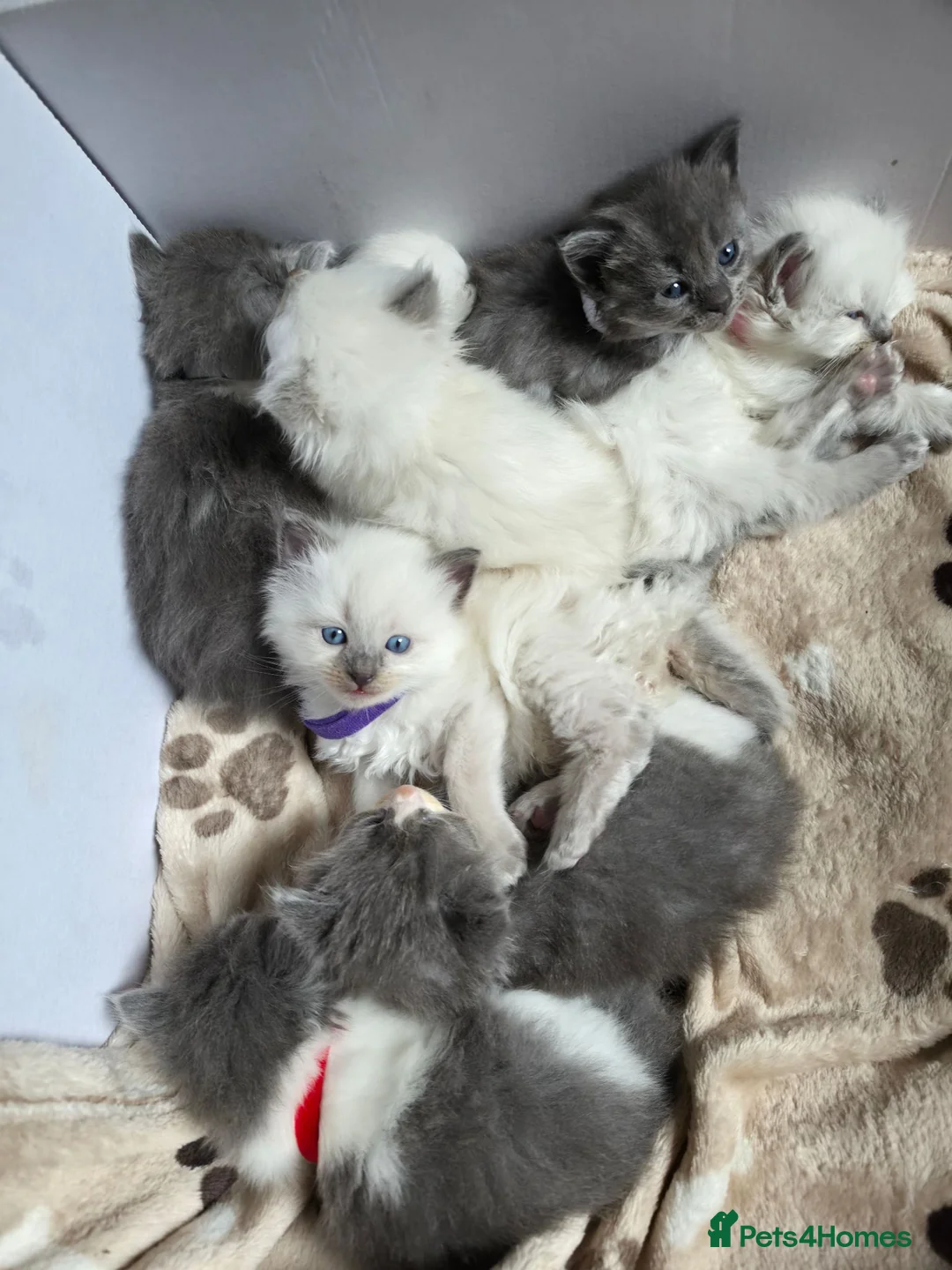 Mixed Breed cats for sale: Ragdoll x - Advert 2