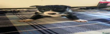 Border Collie 1