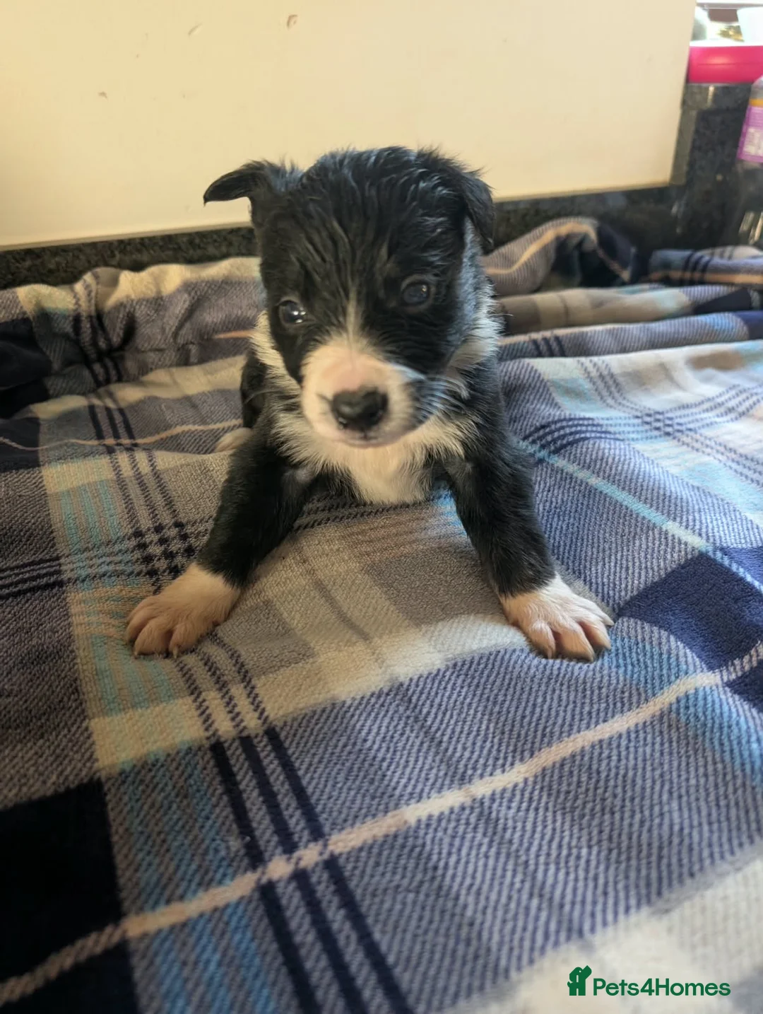 Border Collie dogs for sale: Isds registered border collie pups  - Advert 40