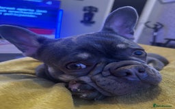 French Bulldog dogs for sale: 2 years old female French Buldog - Image 10