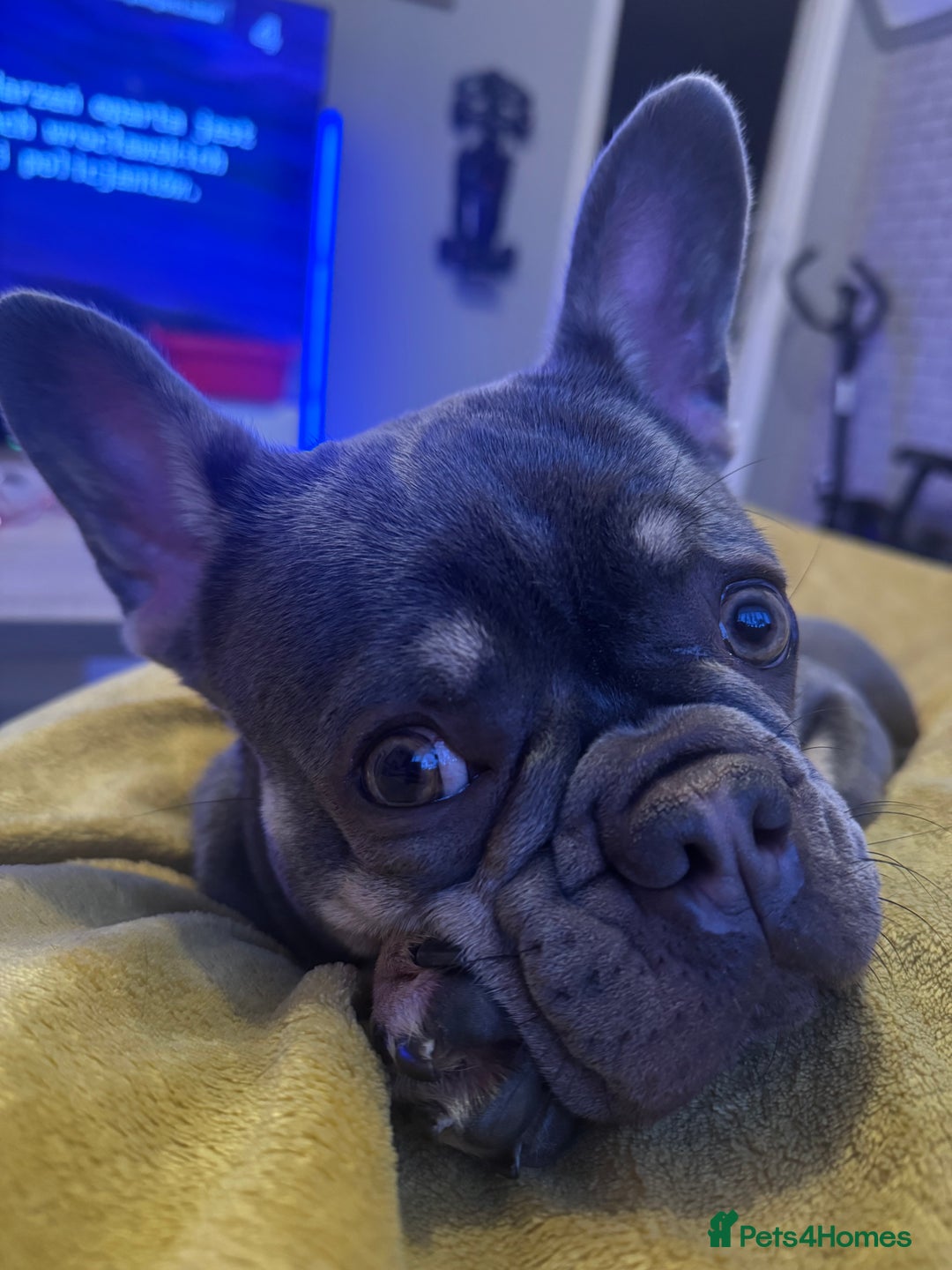 French Bulldog dogs for sale: 2 years old female French Buldog - Image 10