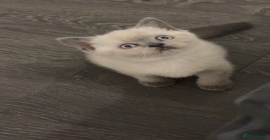 British Shorthair cats - Advert 8