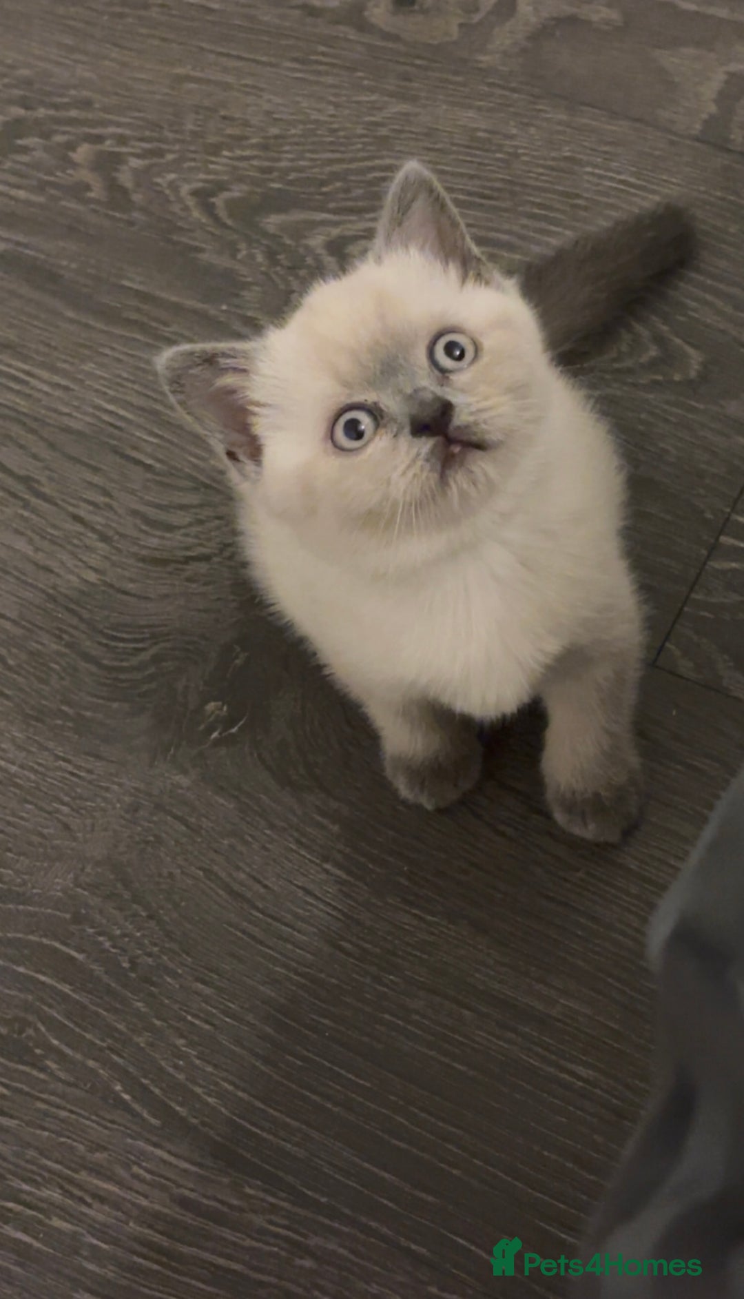 British Shorthair cats for sale: Pure breed British shorthairs  - Image 2