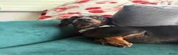 Miniature Dachshund dogs for sale: Satch needs a forever home- FREE - Advert 2