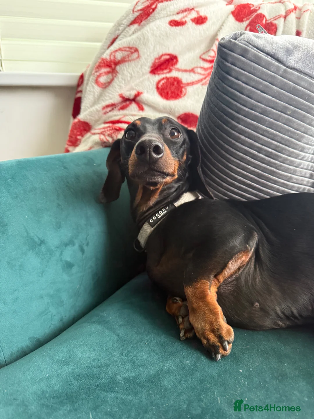 Miniature Dachshund dogs for sale: Satch needs a forever home- FREE - Advert 2