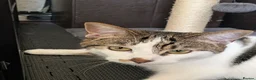 Domestic Shorthair cats for sale: Kitten 1 Year Old Looking For Forever Home - Advert 6