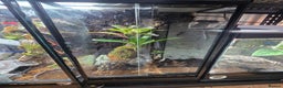 Frog reptiles for sale: Bioactive Dart Frog Vivarium – Azure Tinctorius - Advert 2