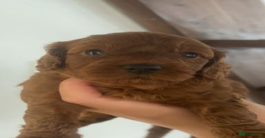 Cavapoo dogs - Advert 2