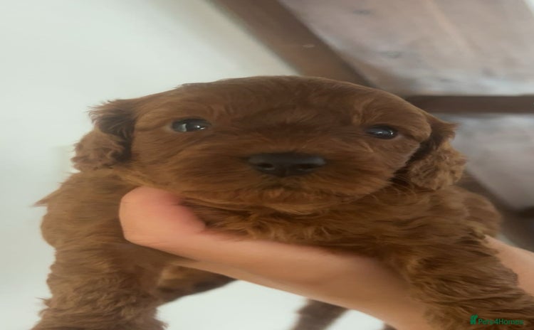 Cavapoo dogs - Advert 4