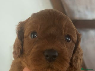 Cavapoo dogs - Advert 3